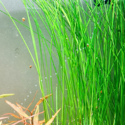 墨西哥大莎草细叶针叶大沙草水草ADA造景后景草