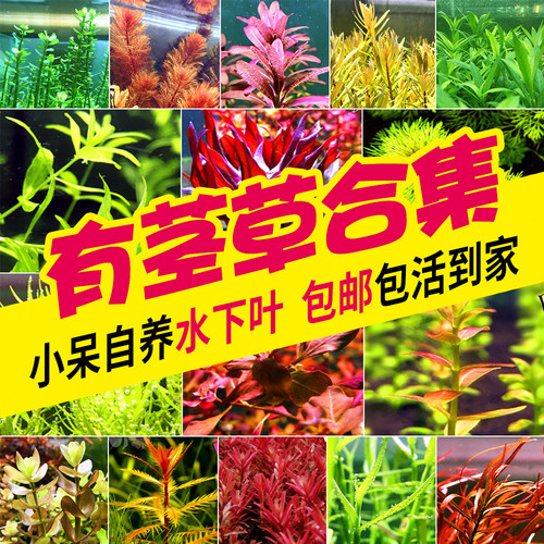 红绿宫廷紫红丁香水下叶造景水草