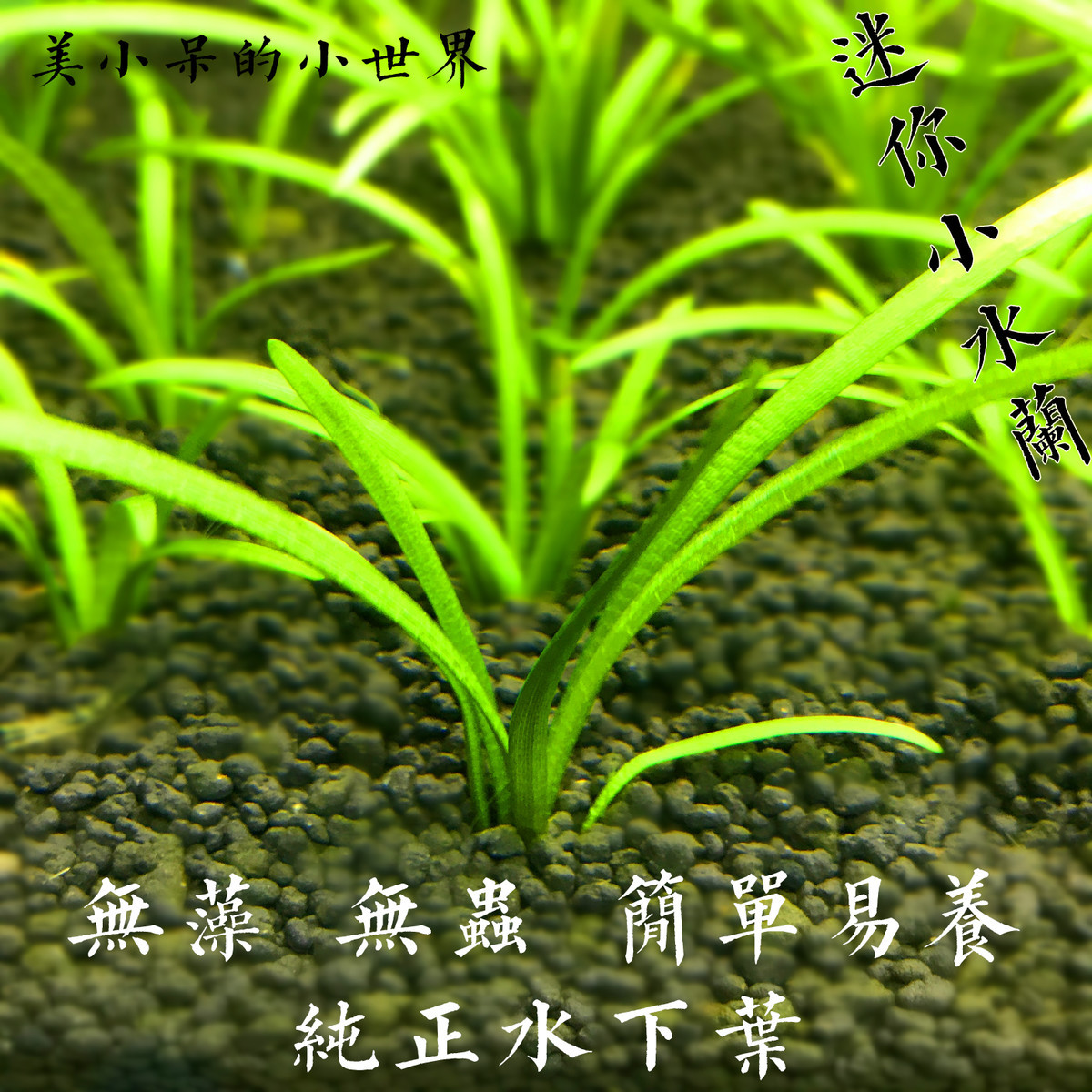 迷你小水兰无需二氧化碳