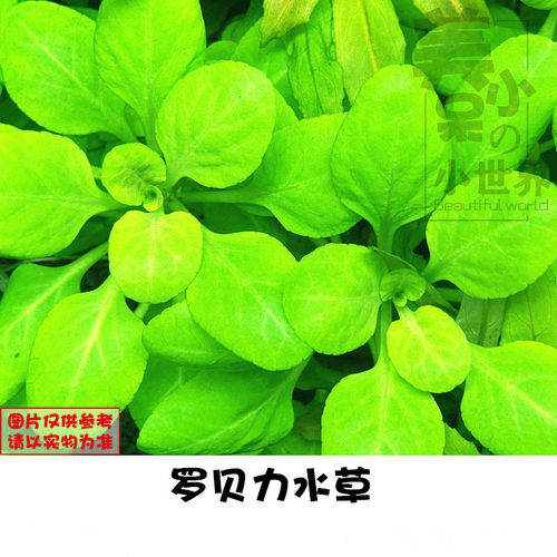 罗贝力无菌杯鱼缸造景可爱圆叶美