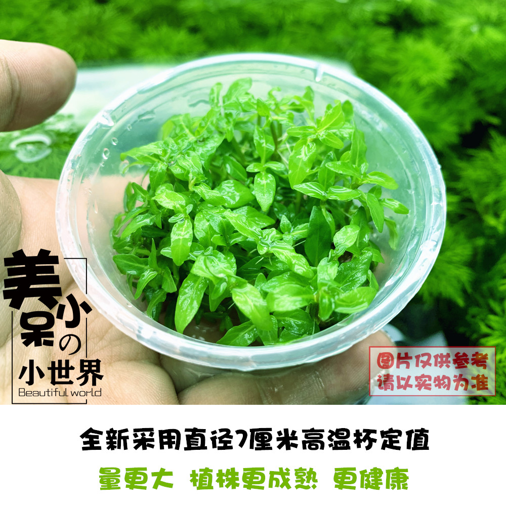 南美叉柱花无菌杯前景草迷你牛毛天湖葵迷你矮挖耳爬地水草造景