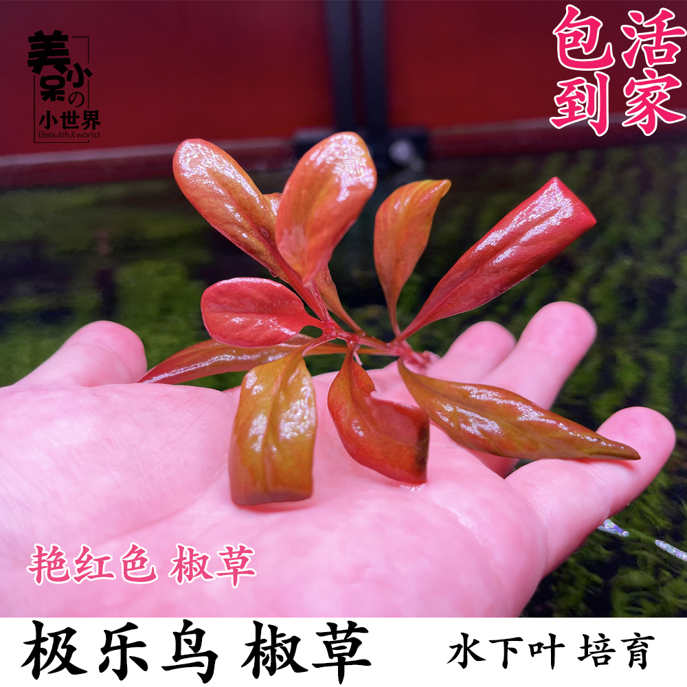 极乐鸟水草红色椒草稀有鱼缸造景中后...