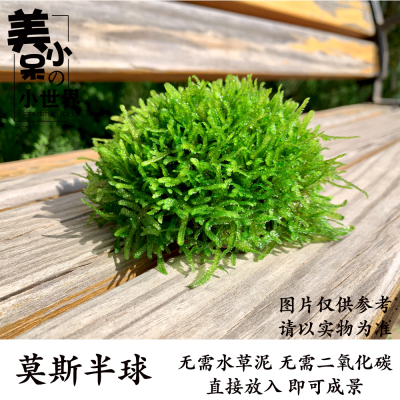 垂泪莫斯沉水半球阴性水草凤尾苔