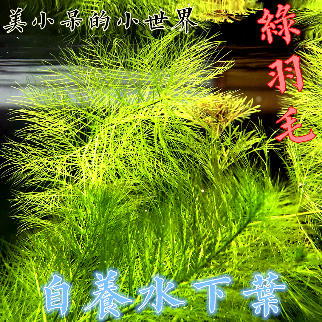 后景红绿宫廷草松尾绿菊花水草造景好成活套餐羽毛草红丝青叶包活