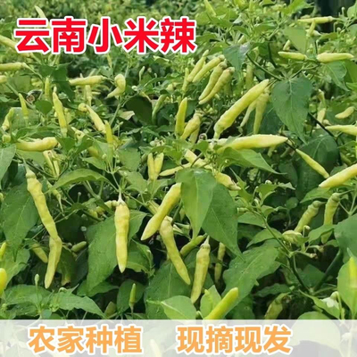 特辣包邮云南正宗皱皮野山椒新鲜白米辣小米辣新鲜泡椒野山椒1斤