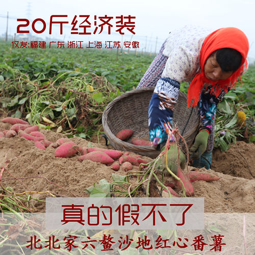 六鳌北北2021年新货斤装红心蜜薯