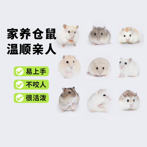 向小希仓鼠活物布丁金丝熊送笼子