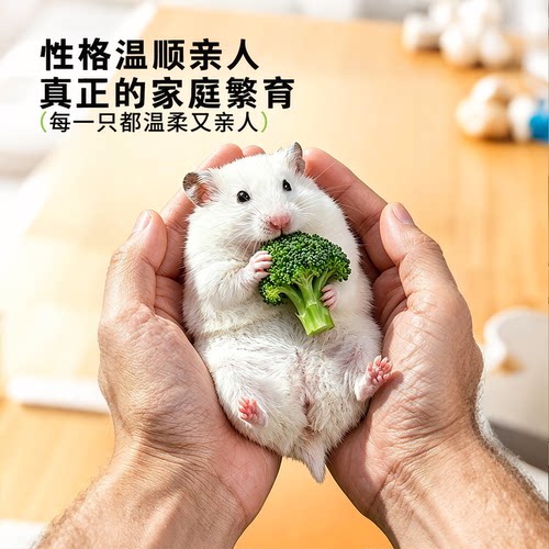 向小希仓鼠活体紫仓三线银狐布丁