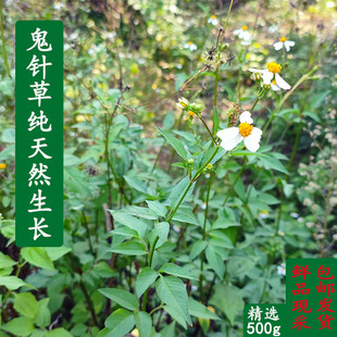 广西新鲜鬼针草中草药虾钳草粘人草一包针500g现采袋装农产品包邮