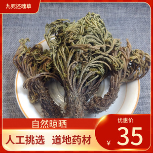 中药材 优选九死还魂草500g 卷柏 不死草 还阳草长生草可盆栽