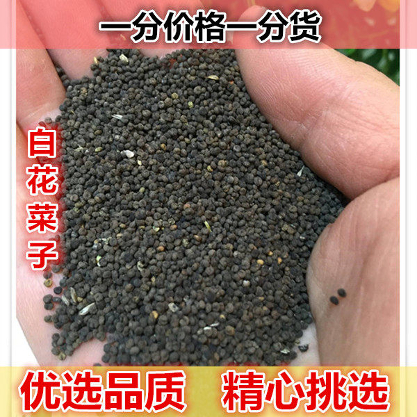 正宗甄选  白花菜籽 500g 白花菜子 臭花菜子 百花菜籽非中药材粉