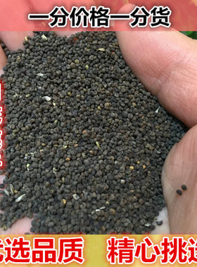 正宗甄选  白花菜籽 500g 白花菜子 臭花菜子 百花菜籽非中药材粉