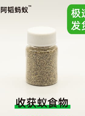 收获蚁食物加纳利子阿韬ants