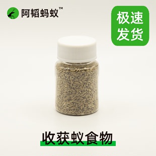 蚂蚁食物收获蚁食物加纳利子蚂蚁加纳利子阿韬ants