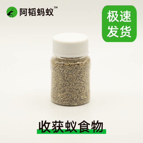 收获蚁食物加纳利子阿韬ants