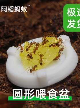 圆形蚂蚁喂食盘蚂蚁食物蚂蚁喂水盘3d打印阿韬ants阿涛ants