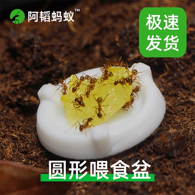 圆形蚂蚁喂食盘蚂蚁食物蚂蚁喂水盘3d打印阿韬ants阿涛ants