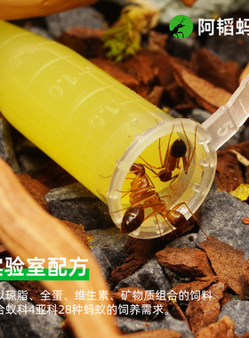 蚂蚁食物果冻蚁粮巴特尔配方营养蚂蚁食物阿涛阿韬ants