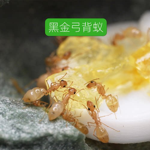 宠物蚂蚁黑金弓背蚁蚁后26新后蚂蚁宠物蚂后宠物阿韬ants