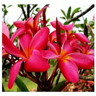 包邮白边黄心鸡蛋花、红花鸡蛋花苗、花美味香、当年开花苗