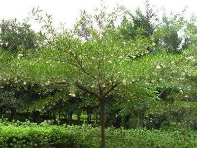 包邮海南杜英 /水石榕/ 水柳树 高30厘米