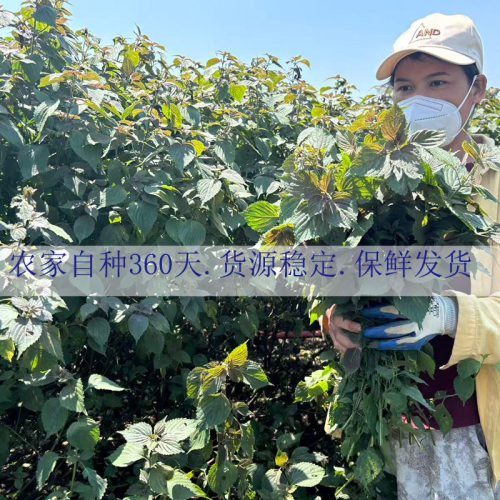 广西新鲜农家紫苏叶去腥提香