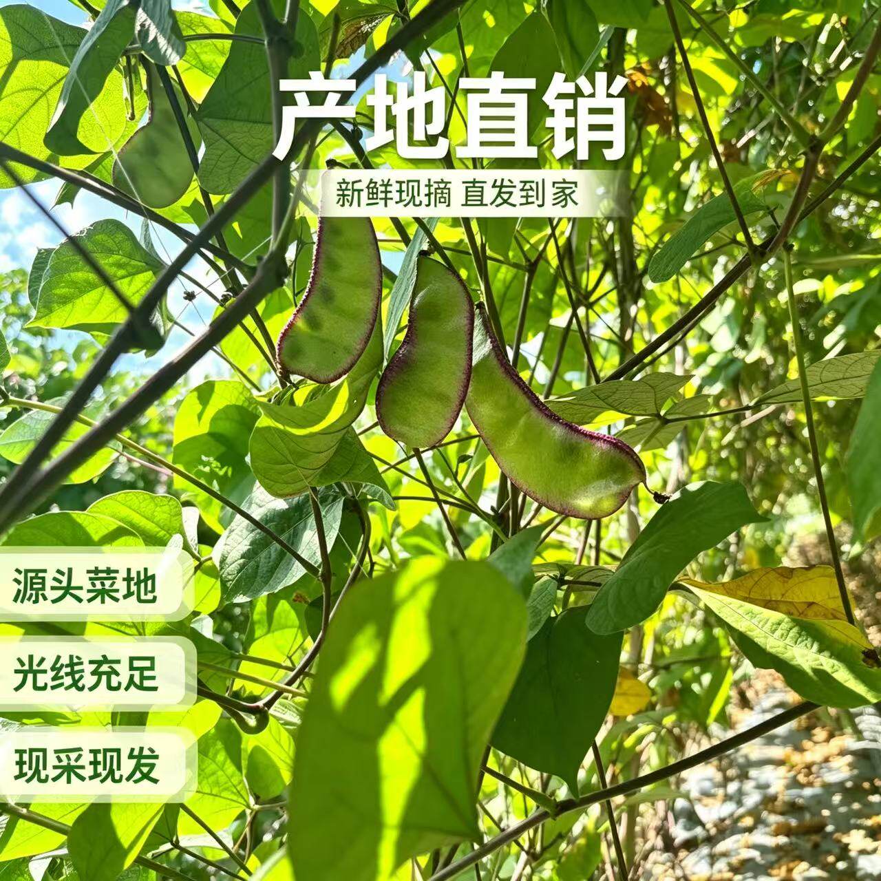 广西农家扁豆新鲜现摘现发包邮