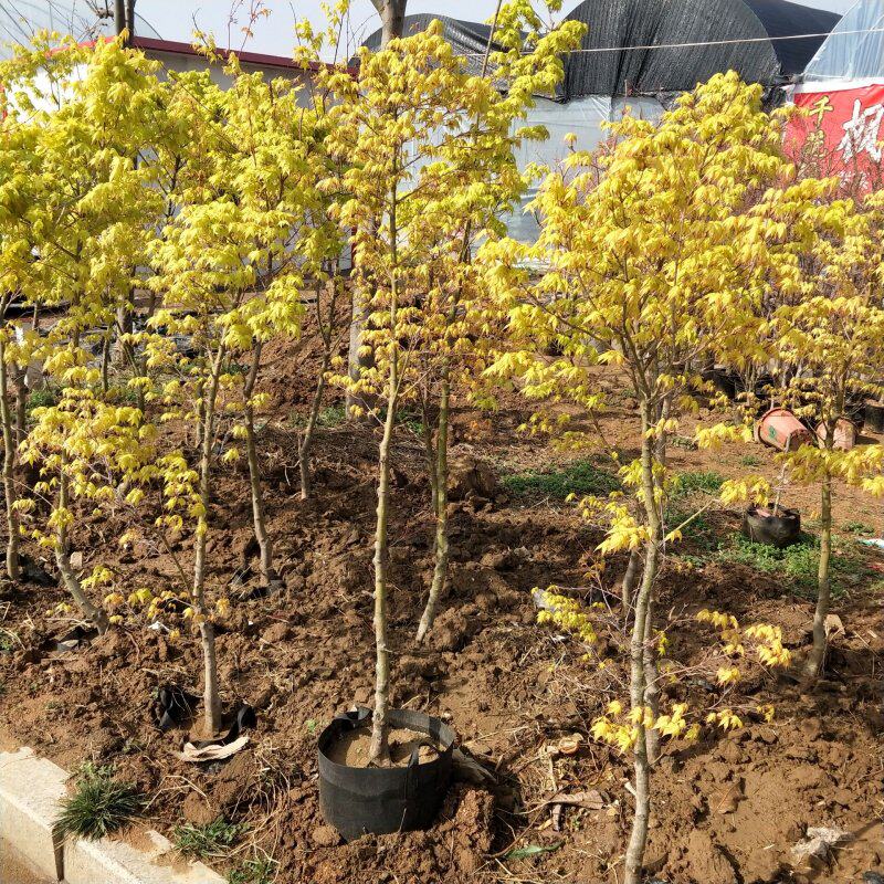 黄金枫树苗庭院别墅绿化彩色植物带土球发货苗圃繁殖阳台矮化盆栽