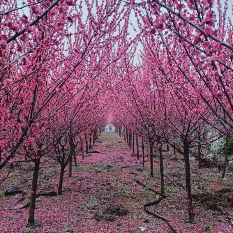 原生梅花树苗嫁接腊梅白梅红梅朱砂梅美人梅庭院室内盆栽花卉植物