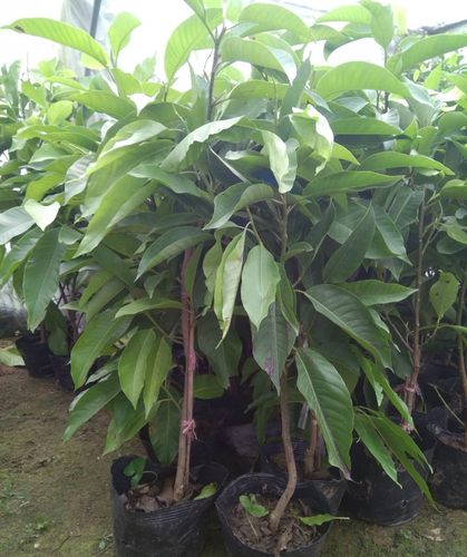 白兰花树素材模板 白兰花树图片下载 小麦优选