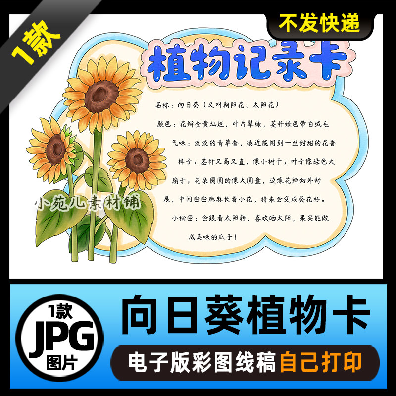 1063向日葵手抄报植物记录卡植物名片手抄报电子版线稿图片素材