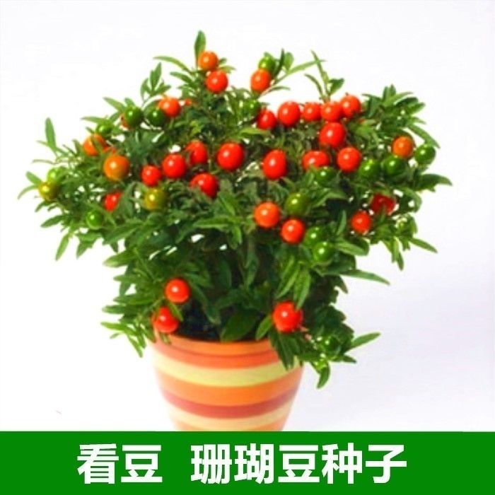 看豆种子冬叶珊瑚豆 多年生四季观果植物庭院阳台盆景红色圆球果