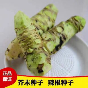 草本芥末种子辣根种子山葵种子绿芥末籽四季播驱寒阳台庭院盆栽种