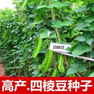 四棱豆种子苗秧豆角四角皇帝豆种籽四季蔬菜菜籽孑龙豆四棱豆种籽