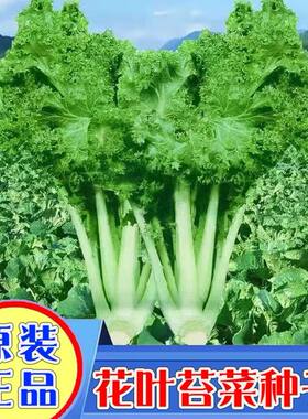 绿绒菜种子花叶苔菜四季青菜芥菜耐寒秋冬季蔬菜春不老菜种籽大全