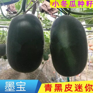 墨宝冬瓜种子迷你小东瓜籽黑皮冬瓜种子早熟高产东瓜籽种蔬菜种孑