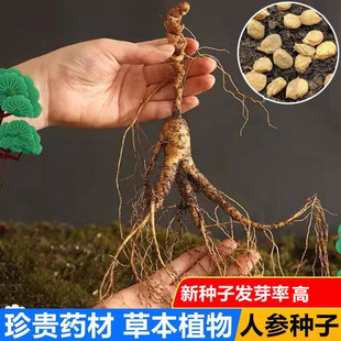 长白山人参种子正品野山参种子四季易种中药材易活室内观花卉盆栽
