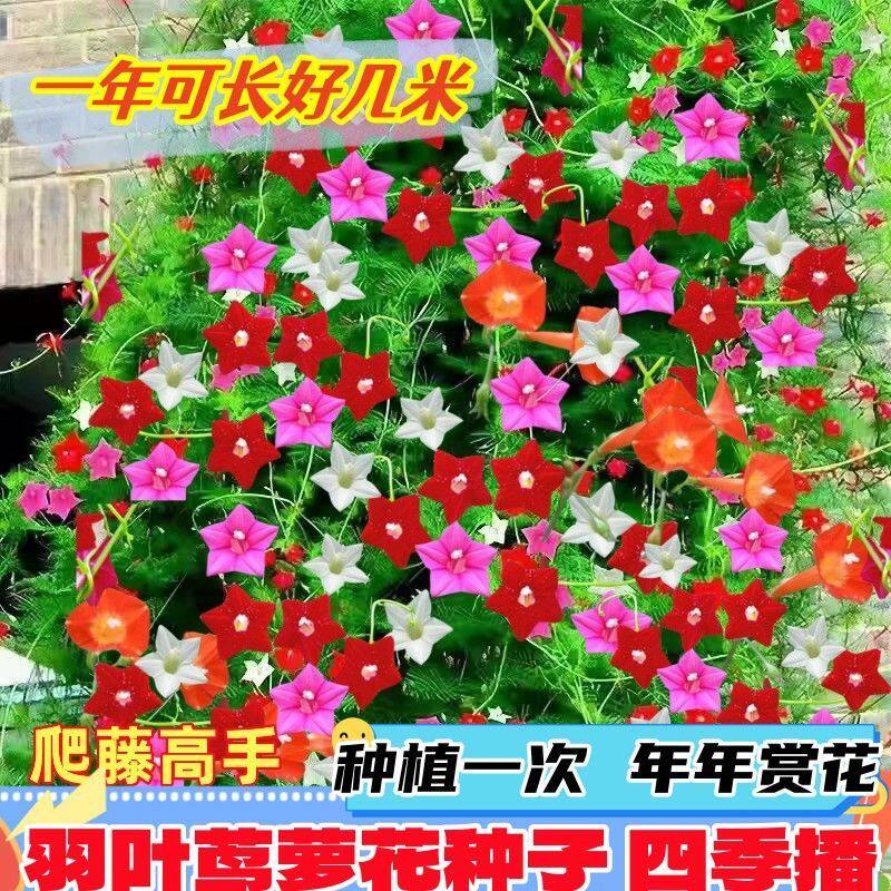 爬藤羽叶茑萝花种子五星花种四季家庭园艺种子
