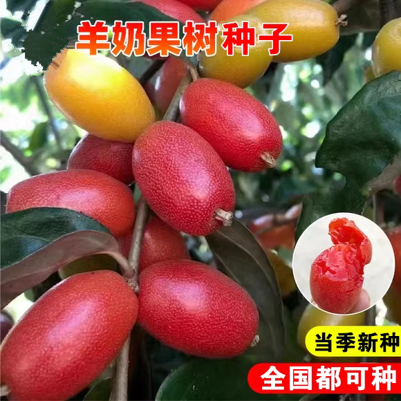 羊奶果种子四季播种阳台盆栽小院种植高产水果羊奶子果树种子大全