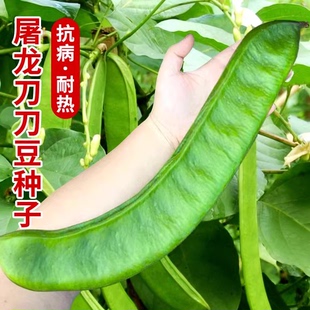 刀豆种子霸王大刀豆种籽巨型大豆角种籽四季爬藤蔬菜豆角种子大全