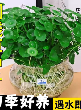 铜钱草金钱草水养种籽水培土培花种子超级大号四季庭院阳台盆栽种