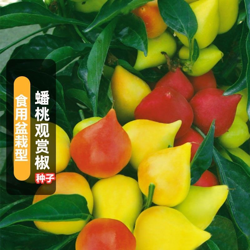 蟠桃观赏椒辣椒种子风铃椒春季四季盆栽阳台菜园易种蔬菜种子大全
