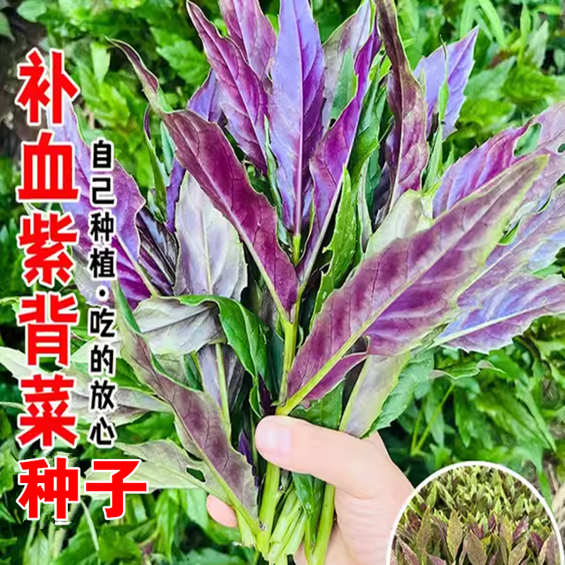 天然补血紫背菜种子观音菜血皮菜红背菜种子特色保健蔬菜种籽大全