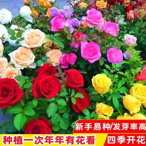 玫瑰花种子四季开花易活花种籽子室内盆栽室外庭院绿植物鲜花种子