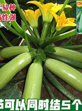 西葫芦种子高产早熟西胡瓜种籽四季易种耐寒抗病阳台盆栽蔬菜种子