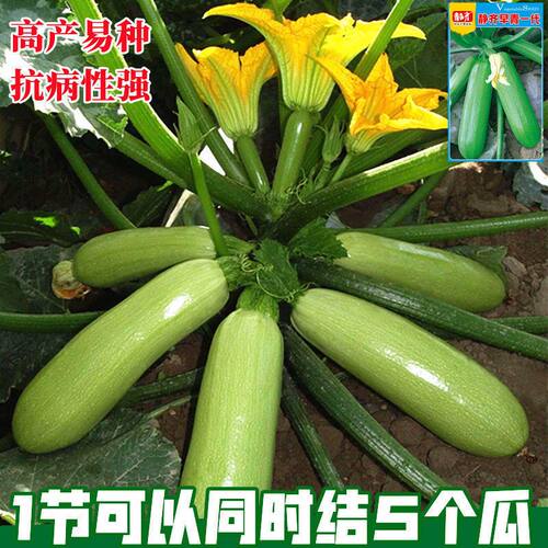 西葫芦种子高产早熟西胡瓜种籽四季易种耐寒抗病阳台盆栽蔬菜种子