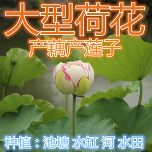 大型荷花种子新产莲子发芽率高水生花卉草坪种子花种子四季藕种子