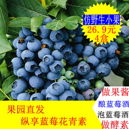 新鲜蓝莓现摘摘现发2斤4斤产地果园直发