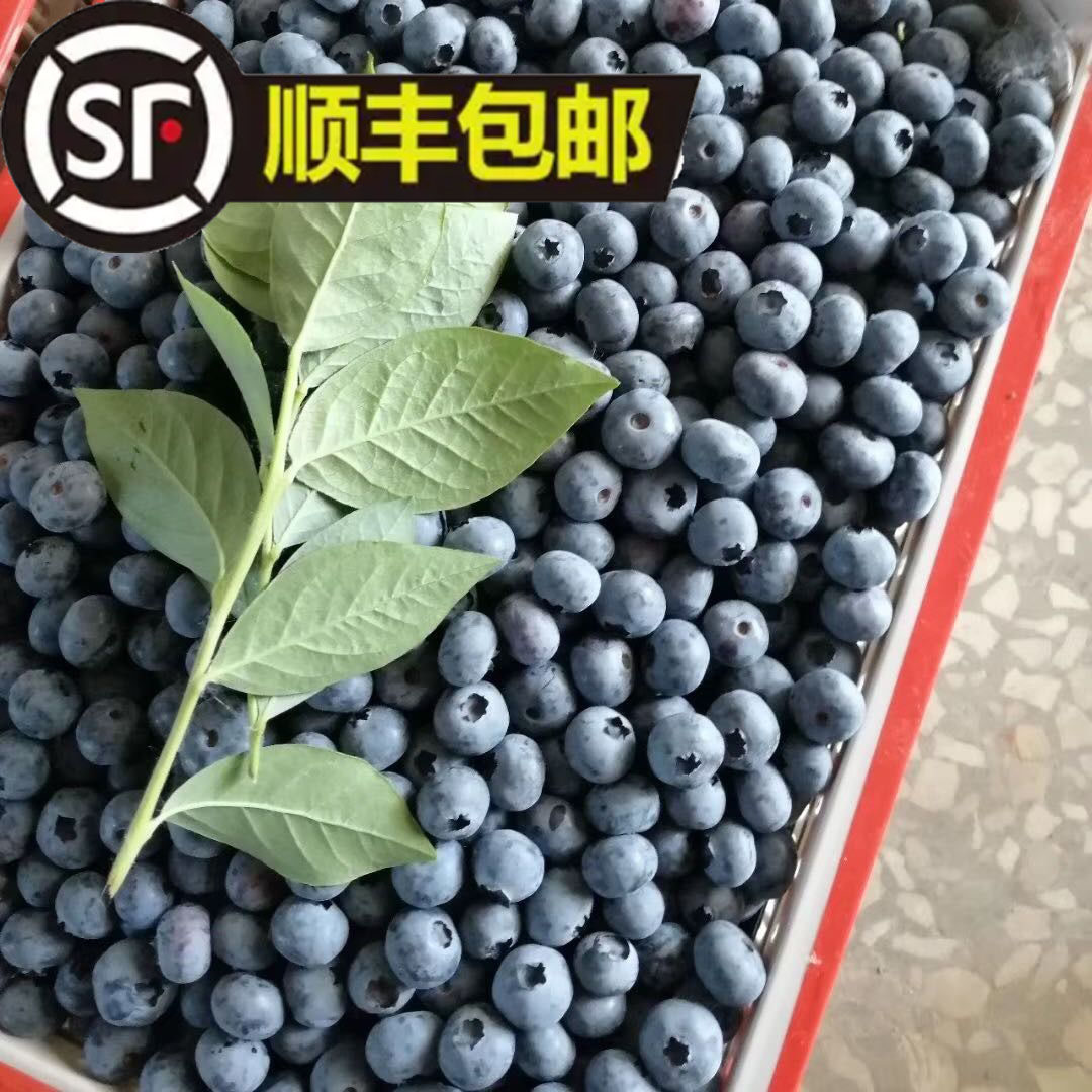 新鲜蓝莓现摘现发果园直发脆甜蓝莓酸甜可口