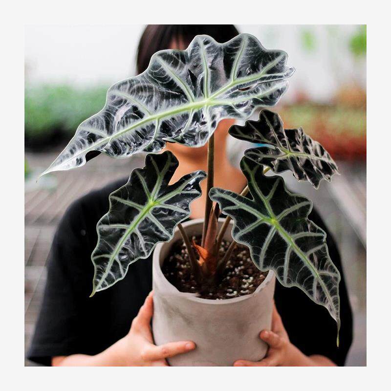 大仙女海芋非洲面具黑叶芋网红观叶喜阴室内办公室桌面绿植盆栽